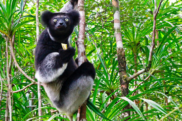 Beautiful image of the Indri lemur (Indri Indri) sitting on tree in Madagascar