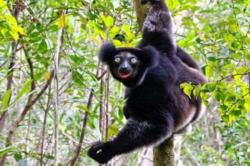Beautiful image of the Indri lemur (Indri Indri) sitting on tree in Madagascar