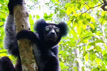 Beautiful image of the Indri lemur (Indri Indri) sitting on tree in Madagascar