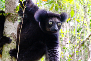 Beautiful image of the Indri lemur (Indri Indri) sitting on tree in Madagascar