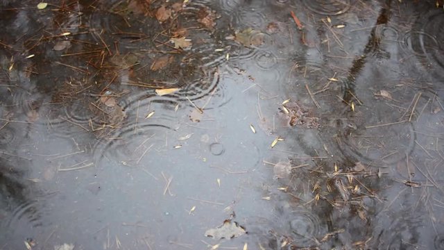 rain circles and yellow leaves in puddle in autumn rain