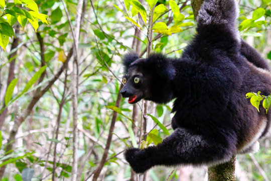 Beautiful image of the Indri lemur (Indri Indri) sitting on tree in Madagascar