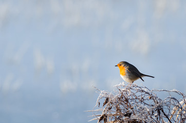 European robin - Erithacus rubecula