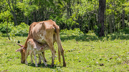 Young calf in suckling the udder of suckler cow with blackbird on the horn. © zaschnaus
