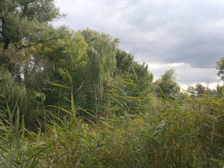landscape with trees and blue sky