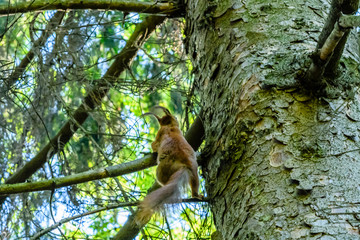 Funny squirrel on the tree at summer