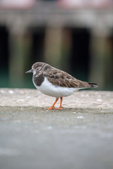 Turnstone bird in the harbour 