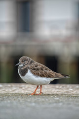 Turnstone bird in the harbour 