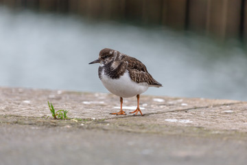 Turnstone bird at the harbour 