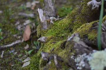 green moss on a tree