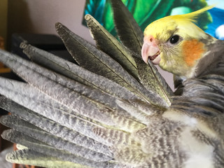 cockatiel grooming his tail