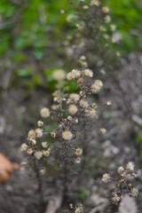 flowers in the forest