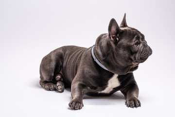 Portrait of french bulldog looking curious to the right side while laying down. Studio shot isolated against white background. Copy space available for commercial and advertisement