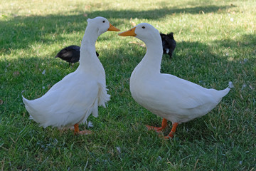 Two ducks talking to each other on the grass