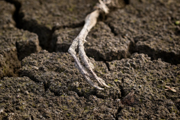 dead heron in dried out Lake
