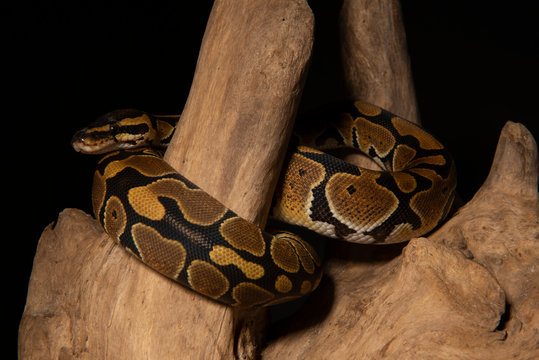 snake ball python