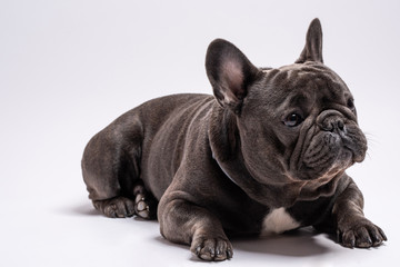 Portrait of a sitting friendly french bulldog looking away from camera. Studio shot isolated against white background. Copy space available for commercial and advertisement