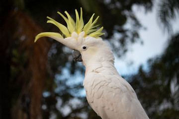 Sulphur-crested Cockatoo portrait  © QuickStartProjects