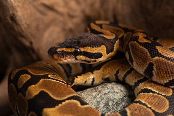 snake ball python