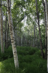 Obraz premium White Birch