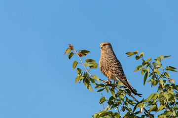 Greater kestrel (Falco rupicoloides) perched in a tree in natiral habitat against blue sky, Etosha, Namibia africa safari wildlife