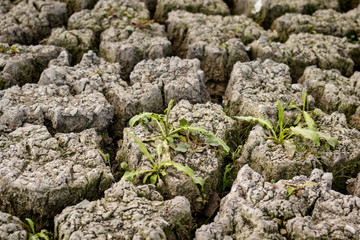 cracks in mud due to drought