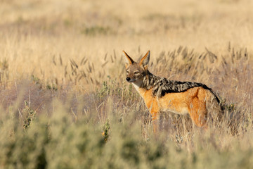 black-backed jackal (Canis mesomelas) in natural habitat Etosha park, Namibia, Africa safari Wildlife