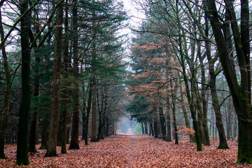 Autumn in forest with leaves on the ground