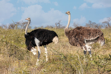 big bird, Ostrich family, male and female, (Struthio camelus) in natural habitat Etosha, Namibia wildlife safari.