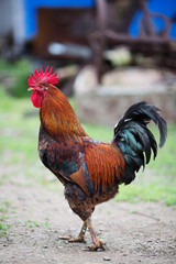 Poultry cock grazes in the barnyard