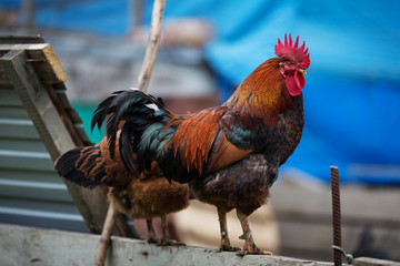Poultry cock grazes in the barnyard