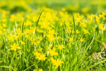 Green grass and spring yellow forest flowers, close-up, macro, Spring background