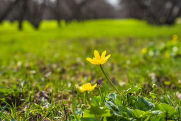 Green grass and spring yellow meadow flowers, close-up, macro, Spring background