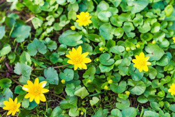 Green grass and spring yellow meadow flowers, close-up, macro, Spring background