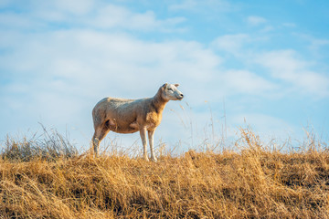 Naklejka premium Newly sheared sheep stands on top of a dike