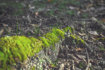 grren forest's grass and water river while hiking trip in Tunisia