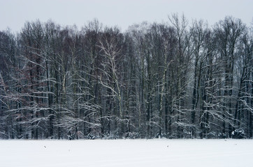 A snow-covered field with a forest in the background in winter