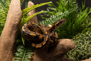 Naklejka premium ball python snake
