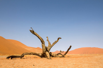 dead tree and tough environment at Sossusvlei desert, one of the most iconic Africa