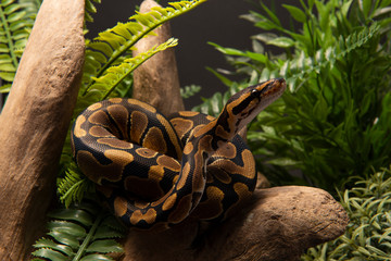 Obraz premium Ball Python Snake