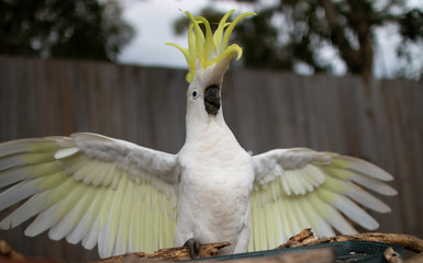 Sulphur-crested Cockatoo portrait 