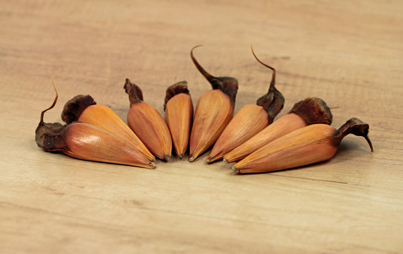macro from Araucaria Cores