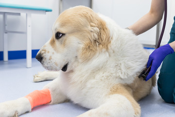 Closeup of veterinarian with stethoscope checking up/examining  of sick Central asian shepherd dog at vet clinic. Doctor checks health of a dog, paw with bandage. Pet, care, disease concept