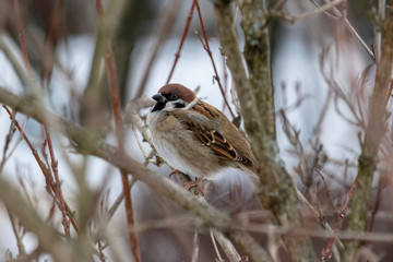 Tree sparrow in cold winter day