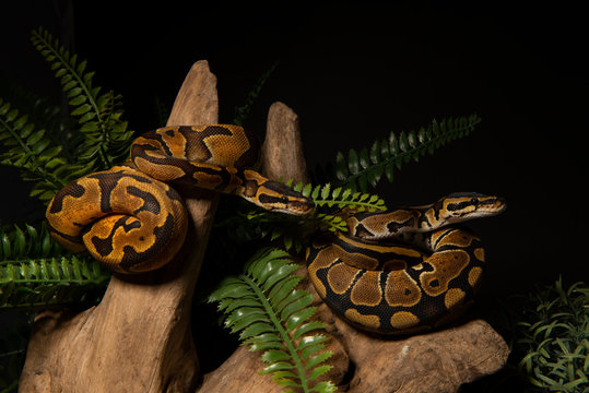ball python snake