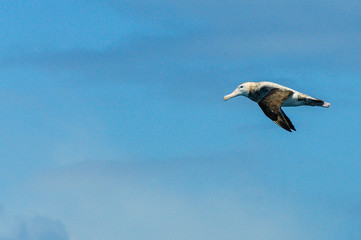 On our way to South Georgia, our ship was surrounded by many sea birds of the southern atlantic ocean. Here we see a Black-Browed Albatross.