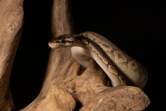 ball python snake