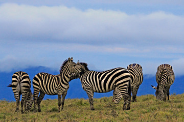 group of Striped Zebras grazing early morning at Ngorongoro Crater 
