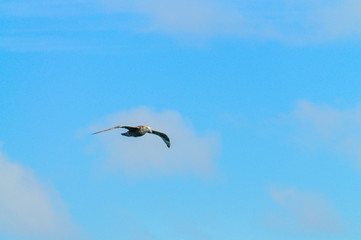 A Southern Giant Petrel - Macronectes giganteus - Circling over the Southern Atlantic Ocean, somewhere between Argentina and the Falkland Islands.