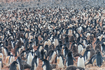 Adelie Penguins - Pygoscelis adeliae - On Paulet Island, near the Antarctic Peninsula.